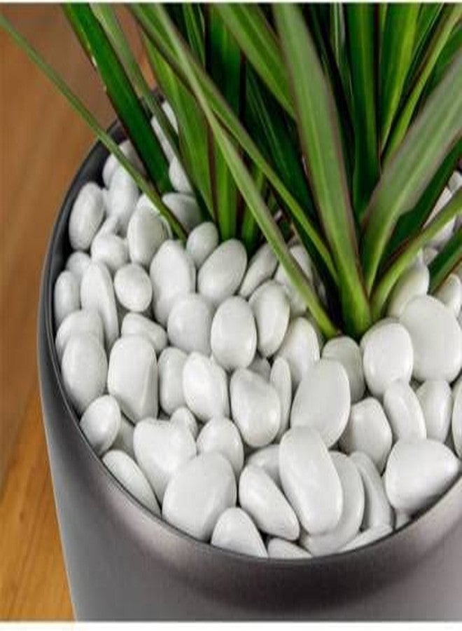 GO7 White Natural Glossy Pebble Stones, for Home Decoration, for Plant Stone and Landscaping, Aquarium Garden Indoor and Outdoor 1 kg - Image 1